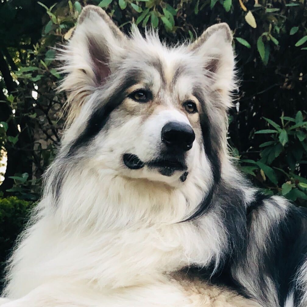 Dakota